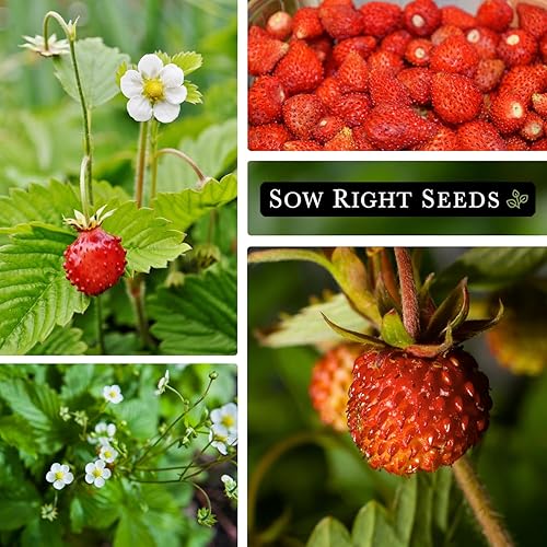 Miniatura 4 de Sow Right Seeds - Semillas de fresa Regina Alpine para plantar - Paquete de reliquia sin OMG con instrucciones para plantar y cultivar un huerto