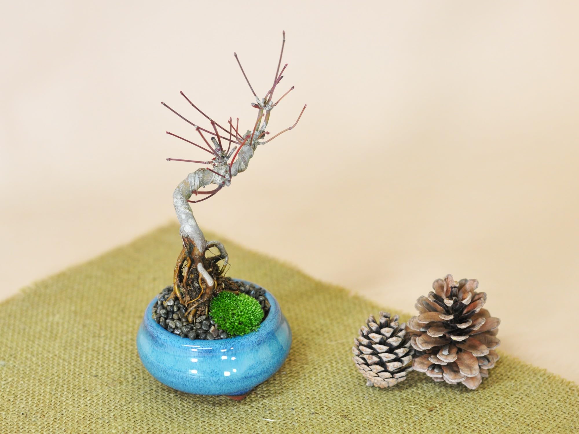 Amazon.co.jp: 盆栽妙 盆栽 斜幹の山もみじ 紅葉する盆栽 ミニ盆栽