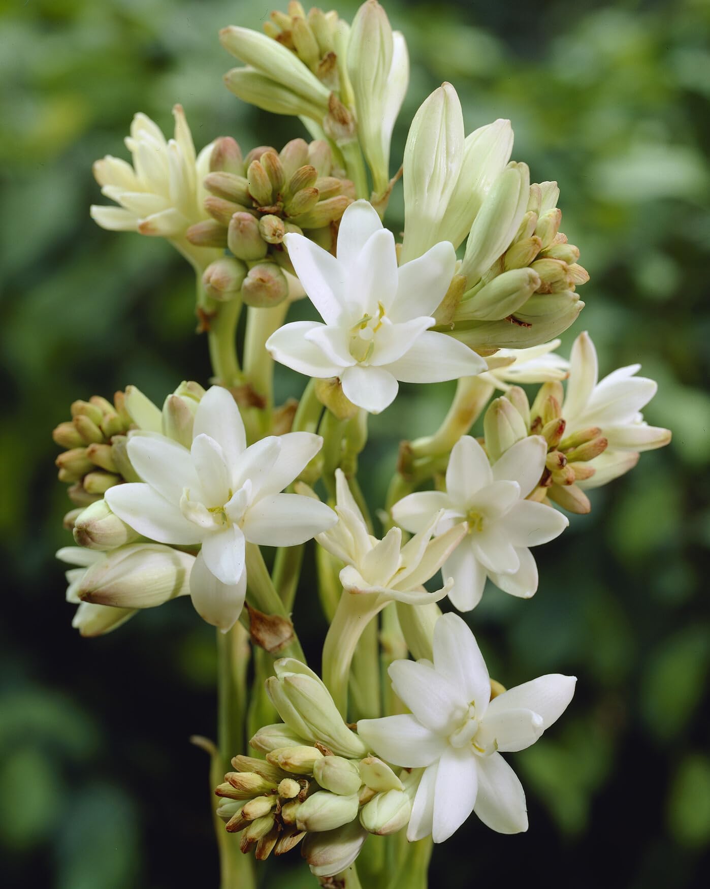 10 X Tuberosa Polianthes The Pearl - Bulbi Alta Qualità (10)