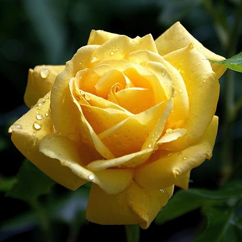 Miniatura 1 de YEGAOL Garden - Semillas de rosas amarillas, regalos fragantes para cumpleaños, aniversarios, arbustos trepadores, jardín, exteriores, 50 piezas de