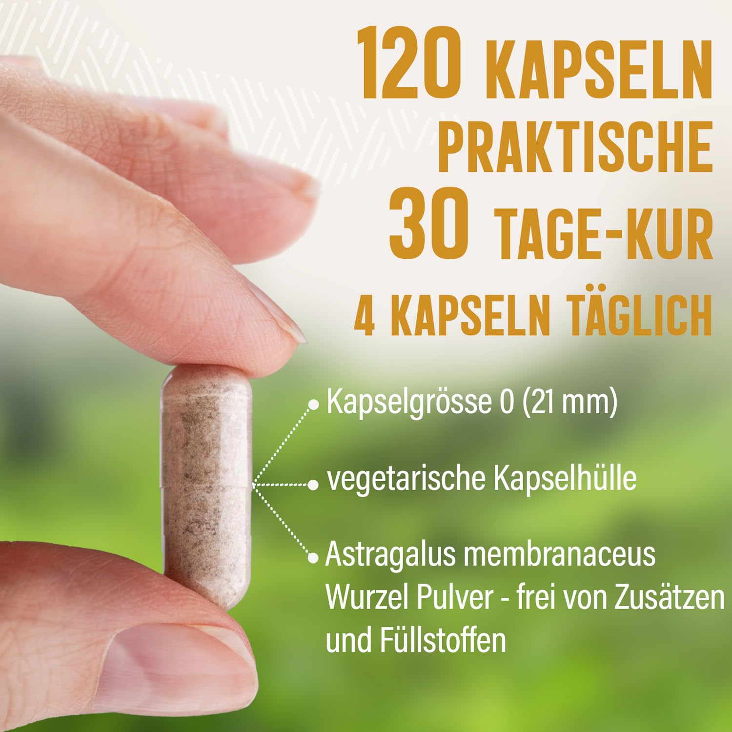 Astragalus membranaceus | 120 x Kapseln - 1640 mg Tagesdosis | Wurzelpulver - Vegi | 1 Monatspackung - Dorado Superfoods®