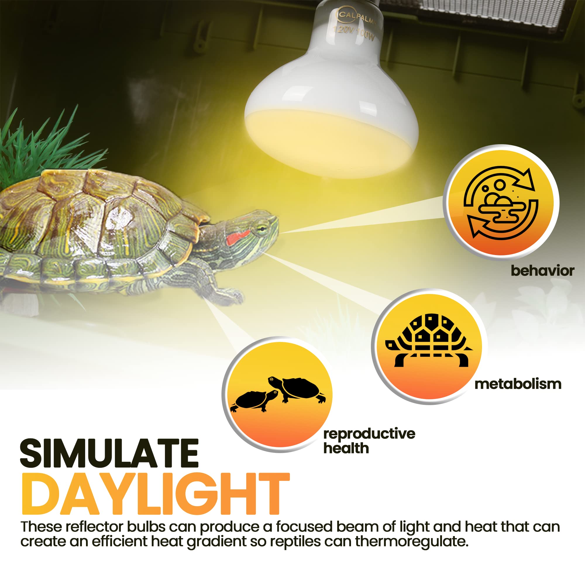 CALPALMY (4-Pack 100W Reptile Heat Lamp Bulbs - UVA Daylight Basking Light Bulbs for Reptiles, Turtles, Lizard, Bearded Dragon and Amphibians - 120V R80 Reflector Bulbs with E26 Screw Cap Base - image 2