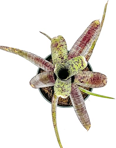 Miniatura 10 de Plantas vivas  Bromelia Vrisea Mint Julep, maceta de 4 a 8 pulgadas en 4 pulgadas  1 unidad  Llegada viva garantizada  Plantas de interior para