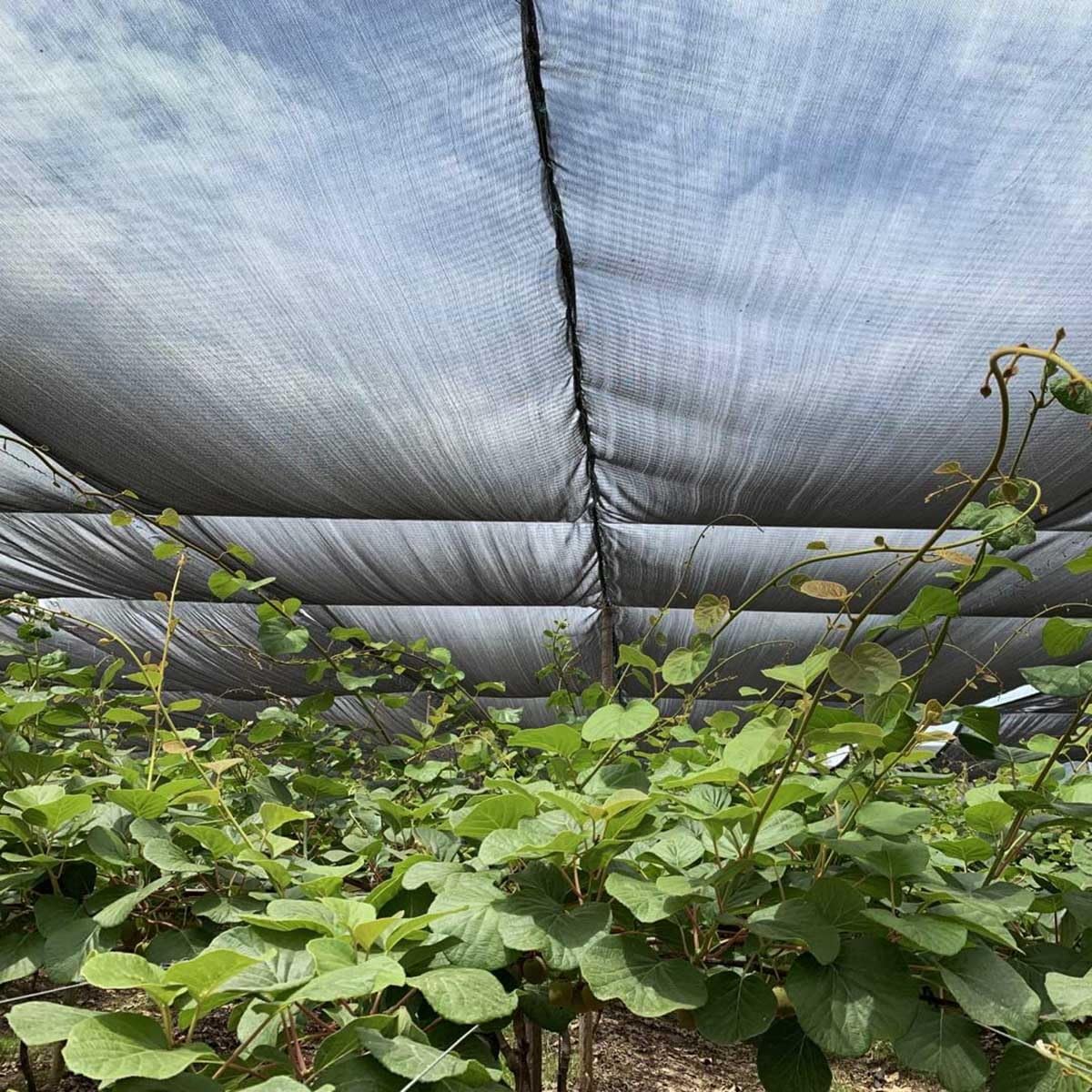 Sonnenschutz Netz Schwarze Schattierungsnetz Garten Sonnensegel Mit Ösen 70% Shading Rate UV-Beständiges for Pflanzenschutz Gewächshaus Scheune Oder Zwinger - 2x3m 4x5m 6x8m (Größe : 5X7m/16.4X22.9ft