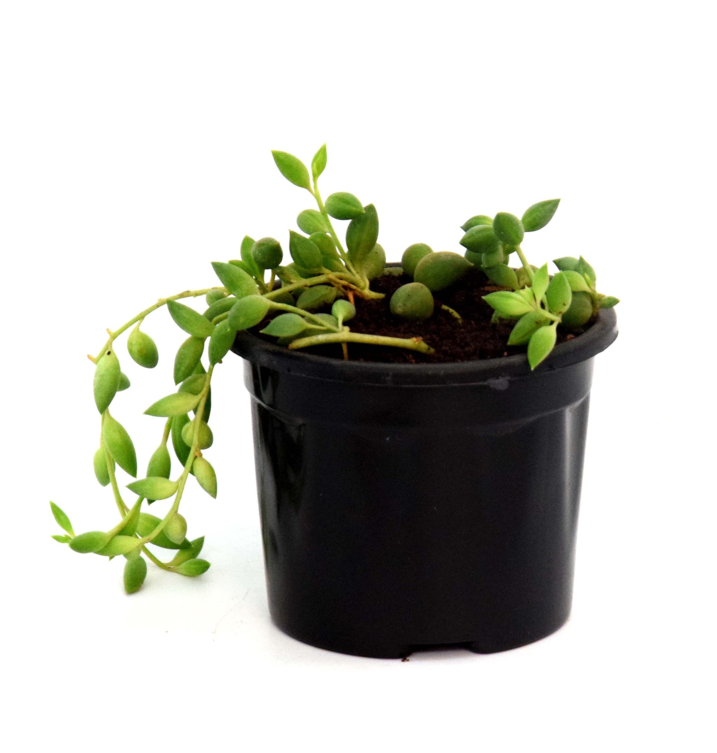 String Of Tears (Senecio Herreianus) by Veryhom-picture-15