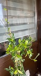 Sternjasmin Immergrün, Weiβ, Duftend & Winterhart Wintergrün