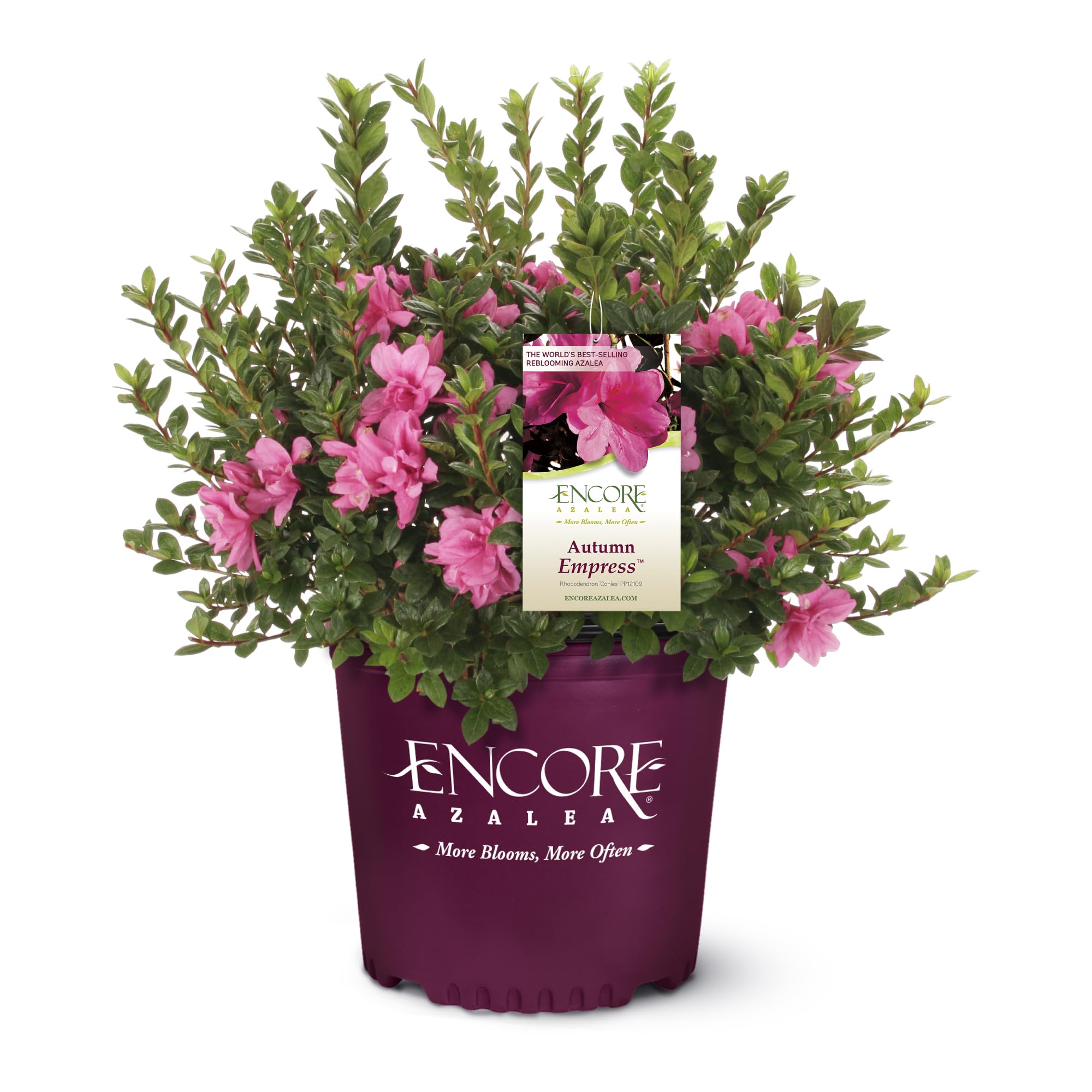 Encore Azalea 1 Gal. Autumn Empress Azalea Shrub