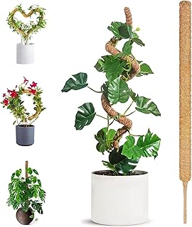 モンステラ 支柱 1 パック 120 センチ, ヘゴ支柱任意の形状に曲げることができます