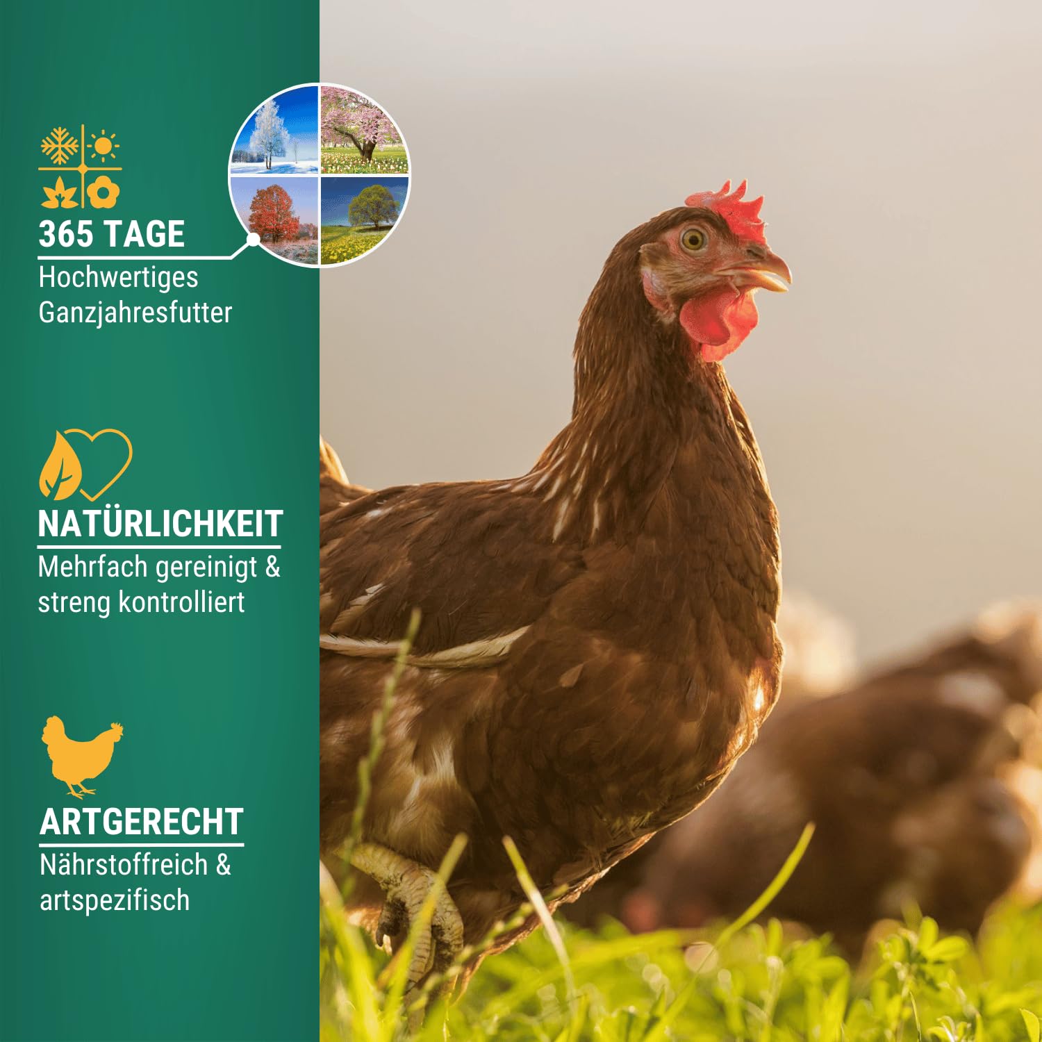 Agrarzone PREMIUM Mangime per galline ovaiole in pellet 25 Kg - Per uova con guscio resistente e deposizione regolare - Formula multi-pulita con vitamine e minerali, senza OGM