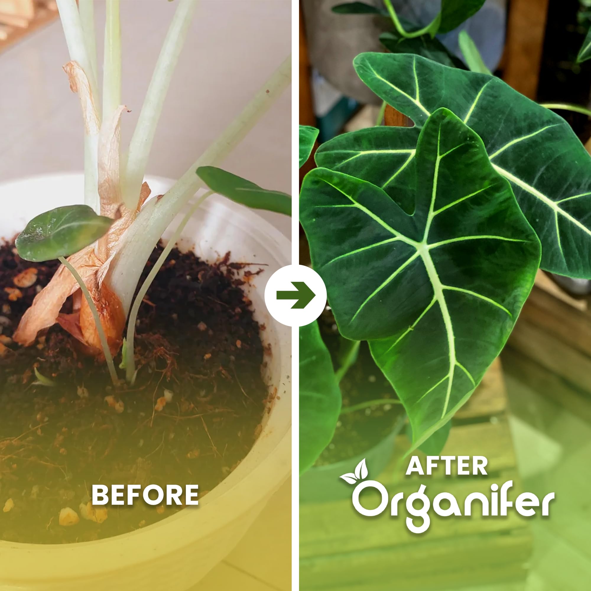 Fertilizante Líquido Para Alocasia - 4x1L - NPK 2-1-8 | Fertilizante Para Hojas Abundantes Y Tallos Fuertes - Favorece Raíces Y Vitalidad - Organifer