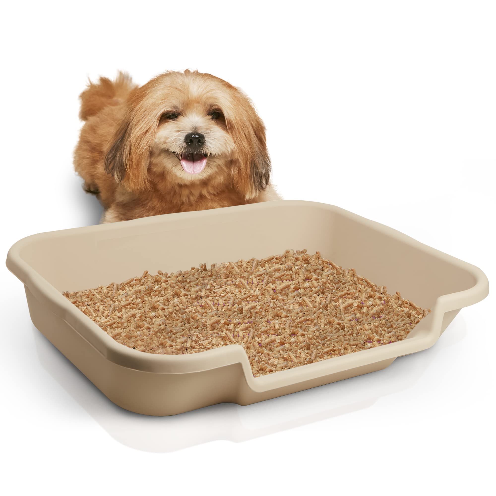 Which Puppy In The Litter Is Best