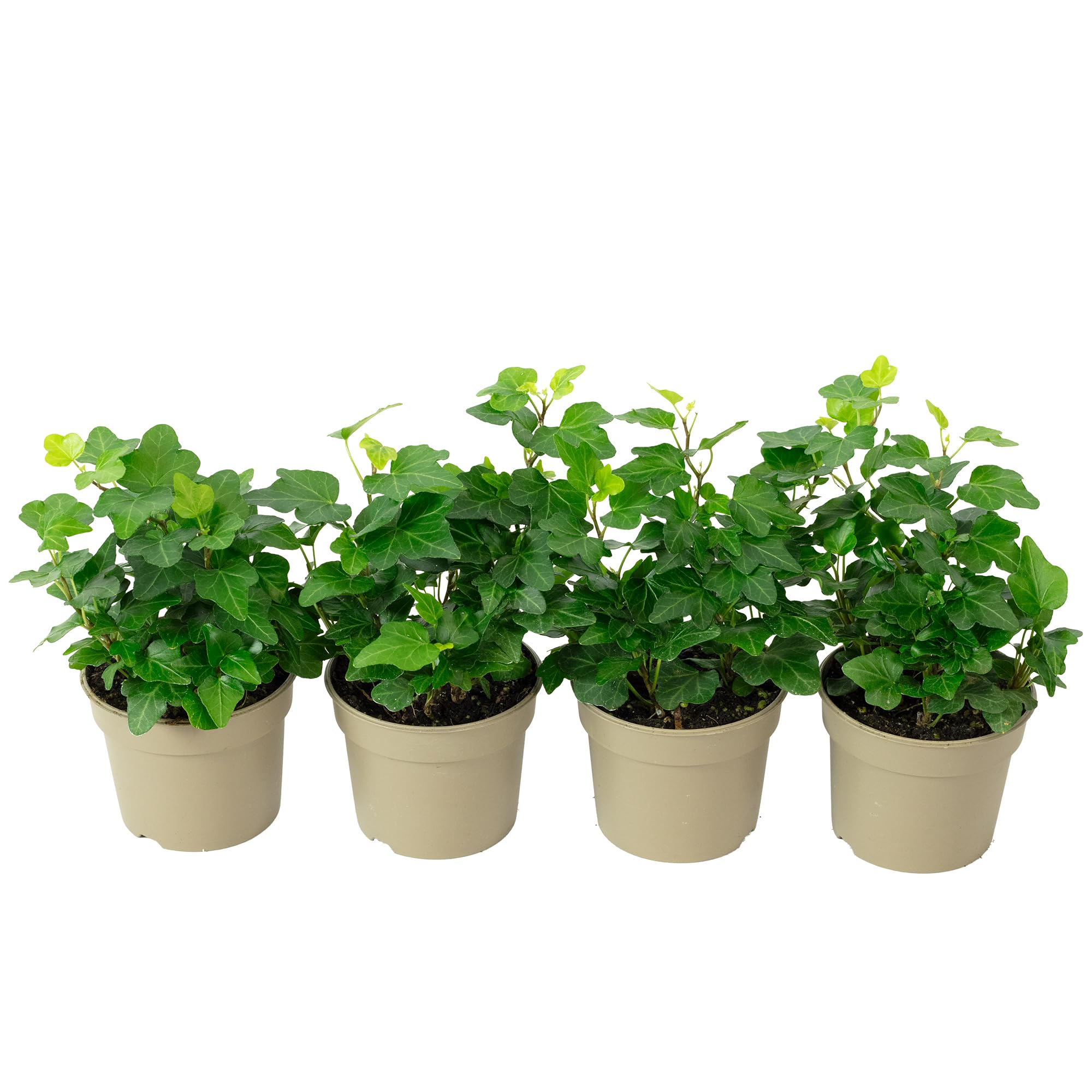 Set di 4 edera comune – Pianta d'appartamento facile da pulire, Hedera Helix, altezza ca. 15 cm, diametro vaso 9 cm
