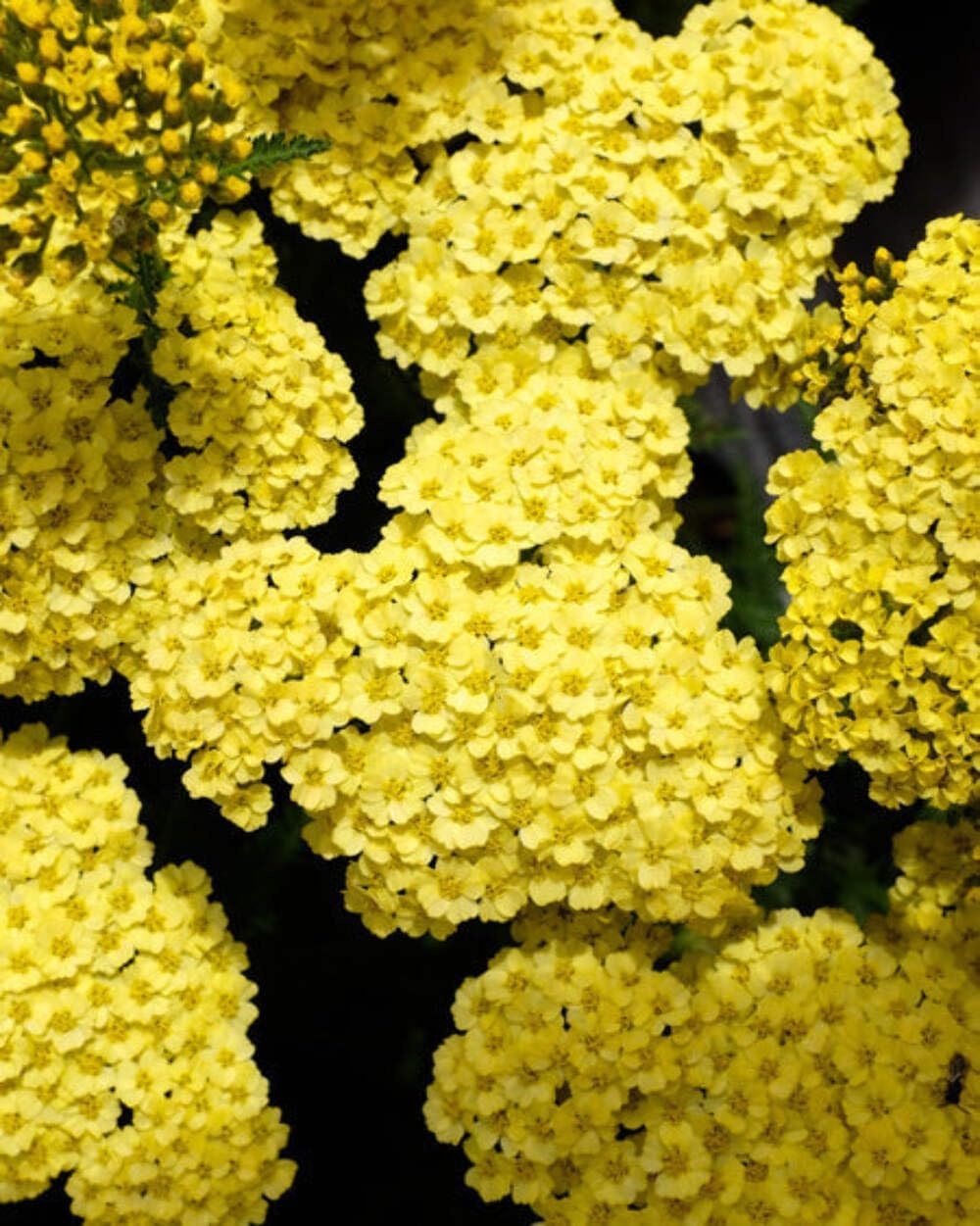 Perennial Farm Marketplace Achillea x 'Little Moonshine' (Yarrow) Perennial, Size-#1 Container, Lemon Yellow Flowers