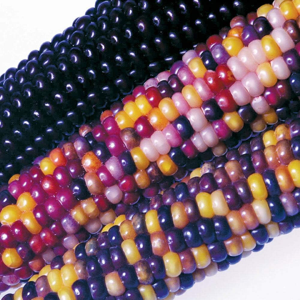 Vegetable Flint Corn Fiesta 55 Finest Seeds