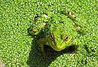 Vista 2 de Plantas de lenteja de agua (Lemna Minor) - Uso en acuario, estanque Koi, Aquascape (500 plantas)