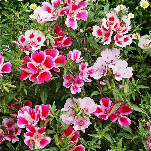 Miniatura 5 de Semillas Godetia Enanas - 8-12' Tall. 5,000 semillas