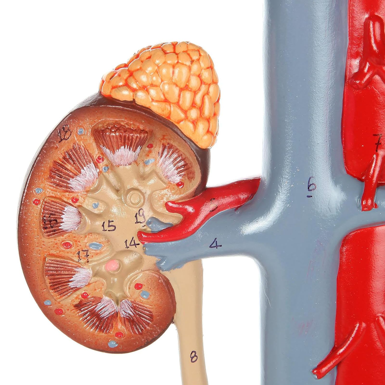 Amazon.co.jp: 泌尿器系模型|4部品、腎臓の解剖された構造|膀胱の内部