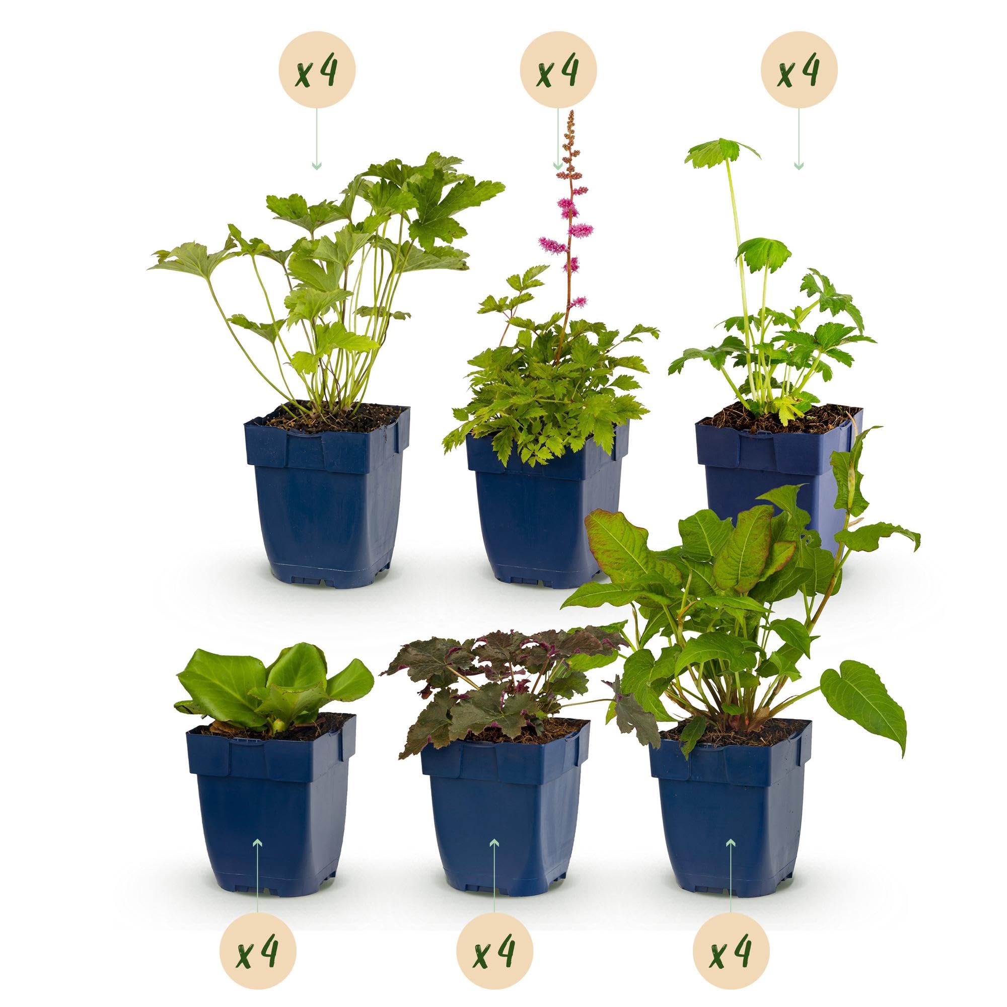 Piante Perenni da Ombra, per Giardino, Colori Misti, 24 Pezzi per 3 m2
