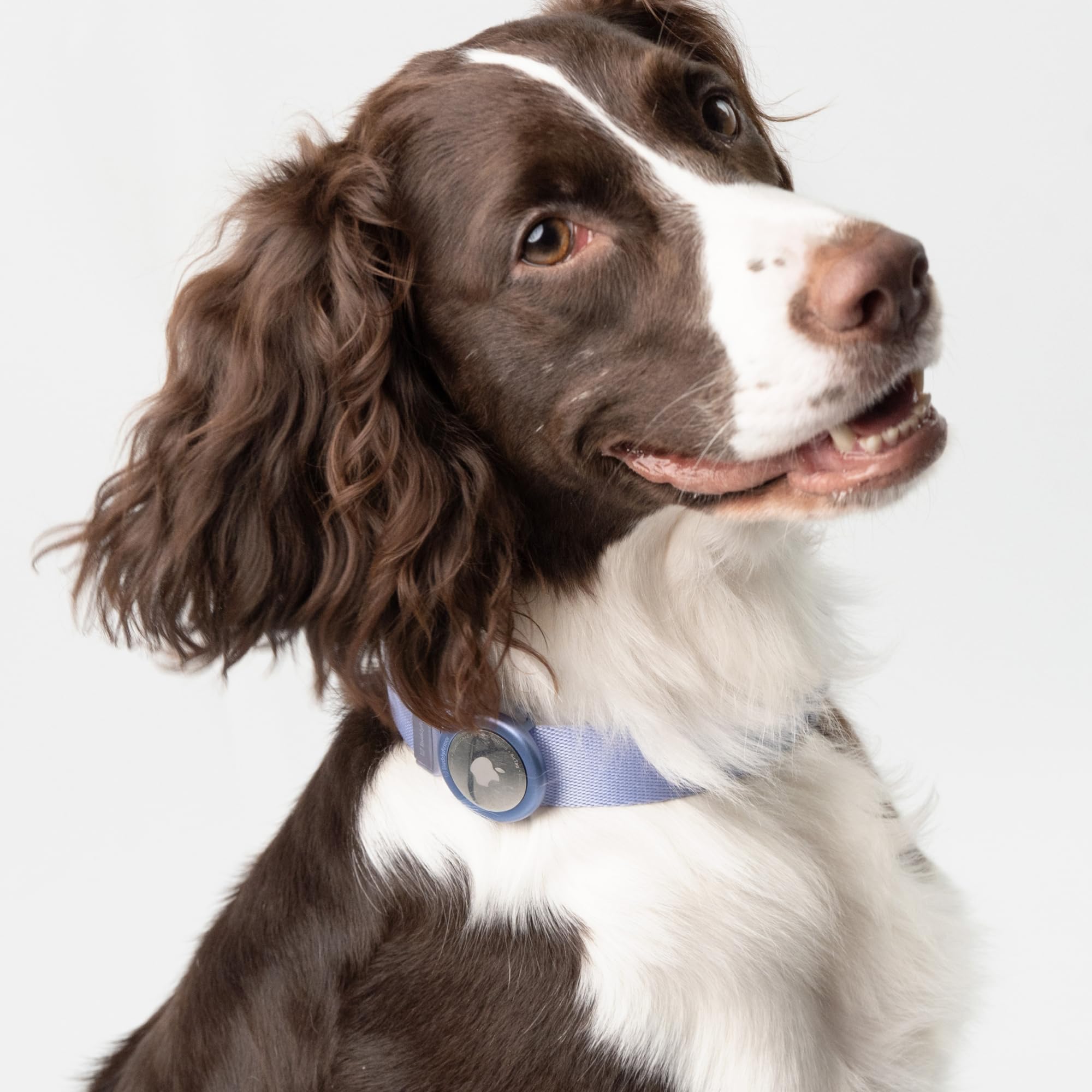 Collare leggero per cani in lega di alluminio, robusto collare in nylon, per cani di taglia media e grande, chiusura rapida, anello a D in alluminio, regolabile, per attività all'aperto e
