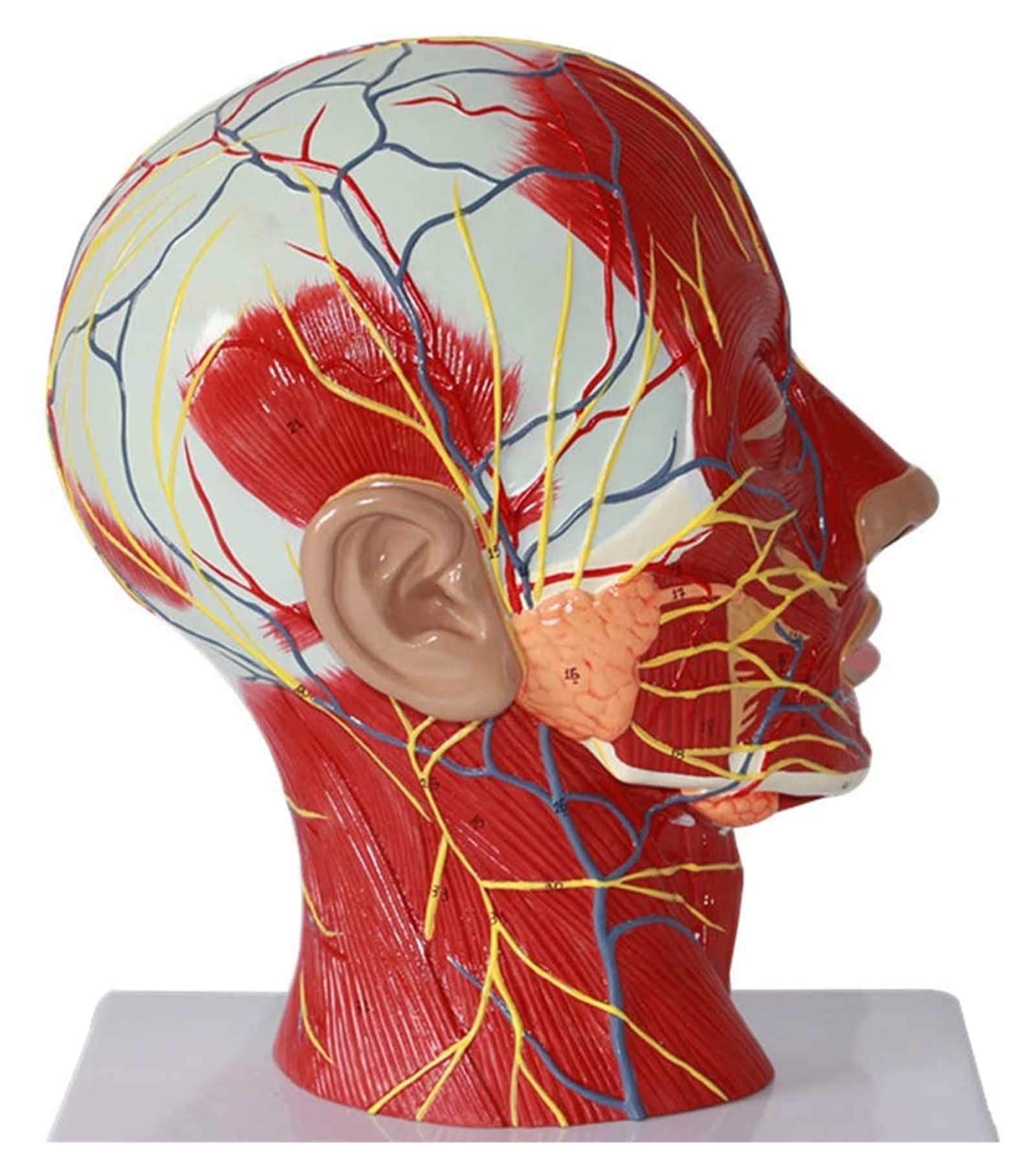 Buy PIAOLIGN Body Model Brain Model Median Sagittal Section Of The Head ...