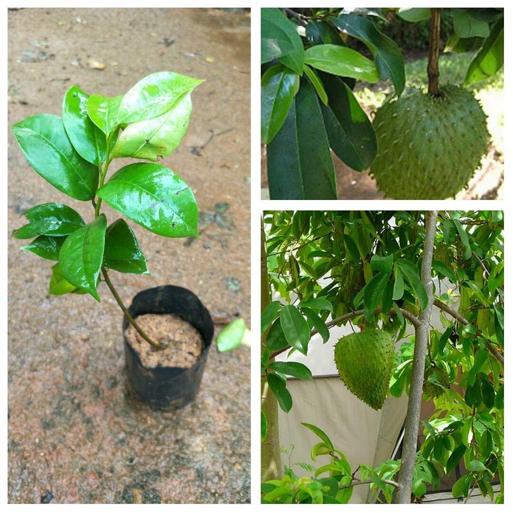 OhhSome Gardens Rare Exotic Tropical Soursop Annona Muricata Prickly Custard Apple Fruit Plant (B09N9BBY8P) Amazon Price History, Amazon Price Tracker