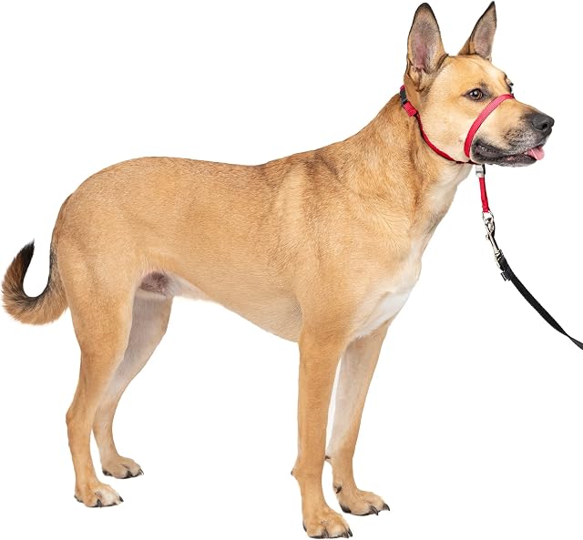 PetSafe Gentle Leader No-Pull Dog Headcollar - The Ultimate Solution to Pulling - Redirects Your Dog's Pulling For Easier Walks - Helps You Regain Control - Medium, Red