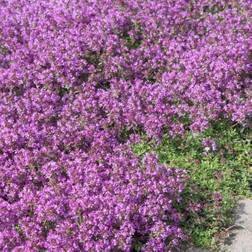 200 Graines THYM SERPOLET VIOLET 0,04 gramme soit environ 200 graines - aromatique violet - Thymus serpyllum - THYM RAMPANT