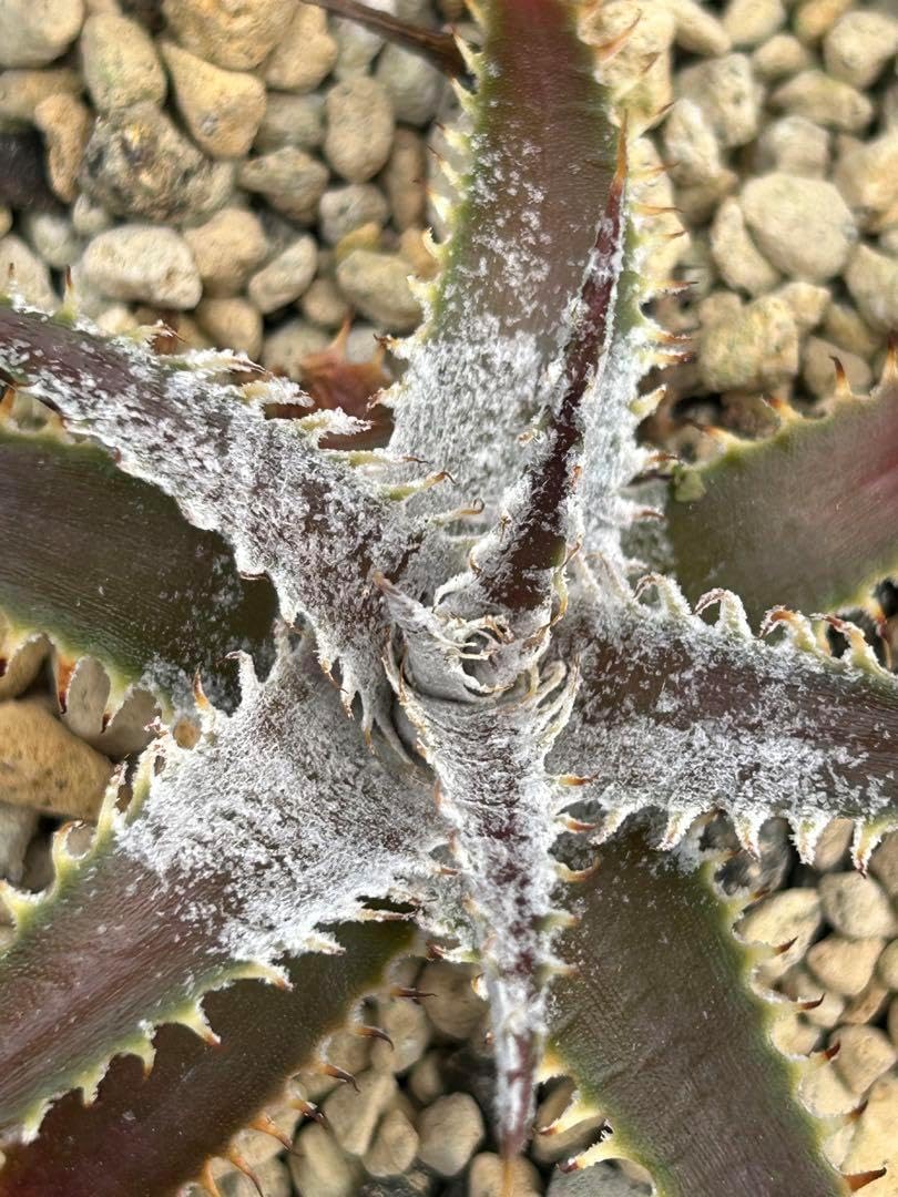 ディッキア ビルベイカー Dyckia tracking code AAA（ディッキア