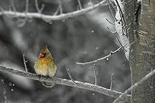 Review Image by Bridget M Bridget M