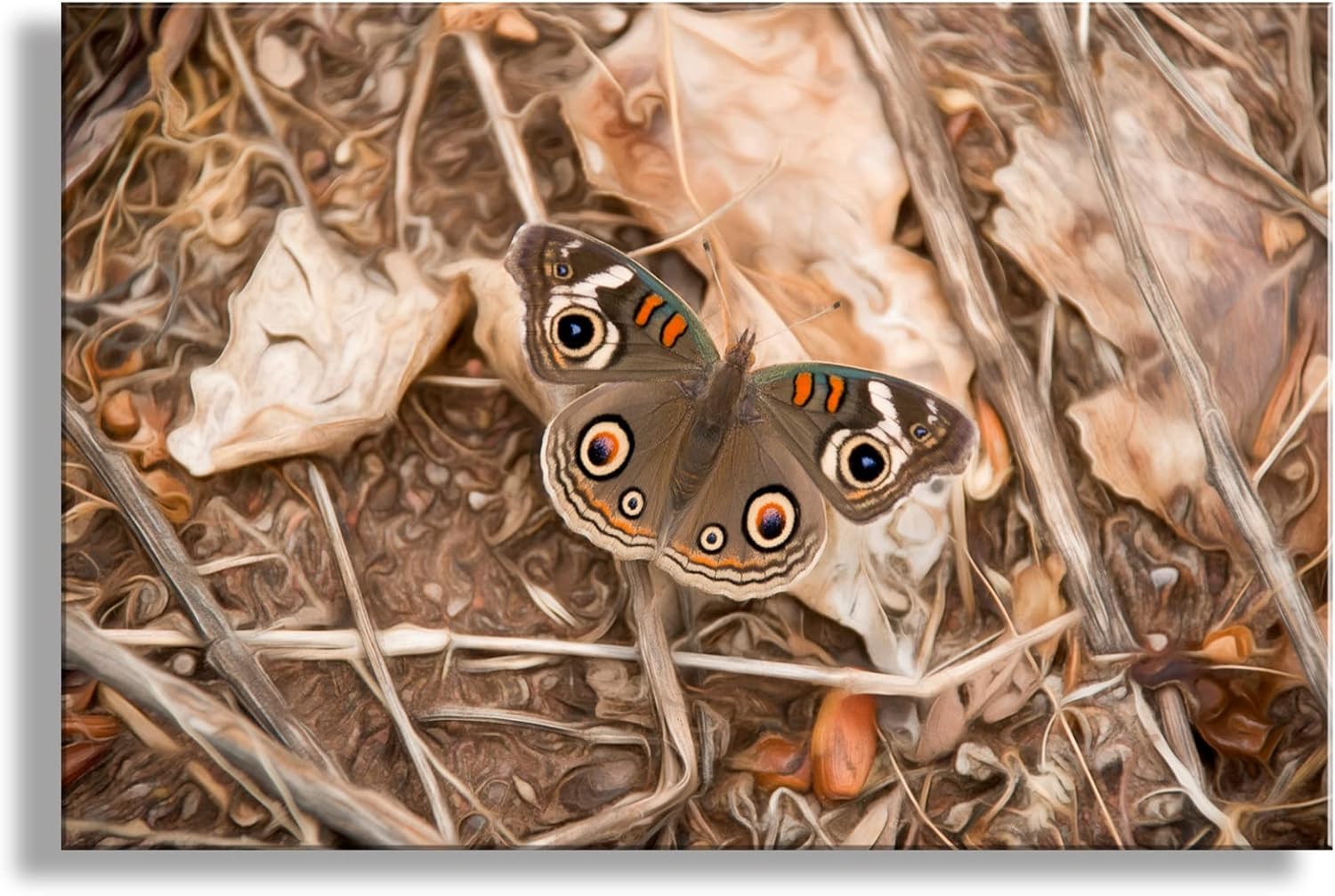 Buckeye Butterfly Autumn Nature Photograph from Southwestern USAs