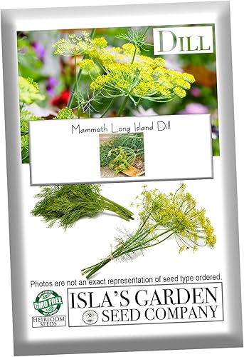 Semillas de eneldo "Mammoth Long Island" para plantar, más de 1500 semillas por paquete, semillas de jardín de Isla (Isla), semillas sin OMG y