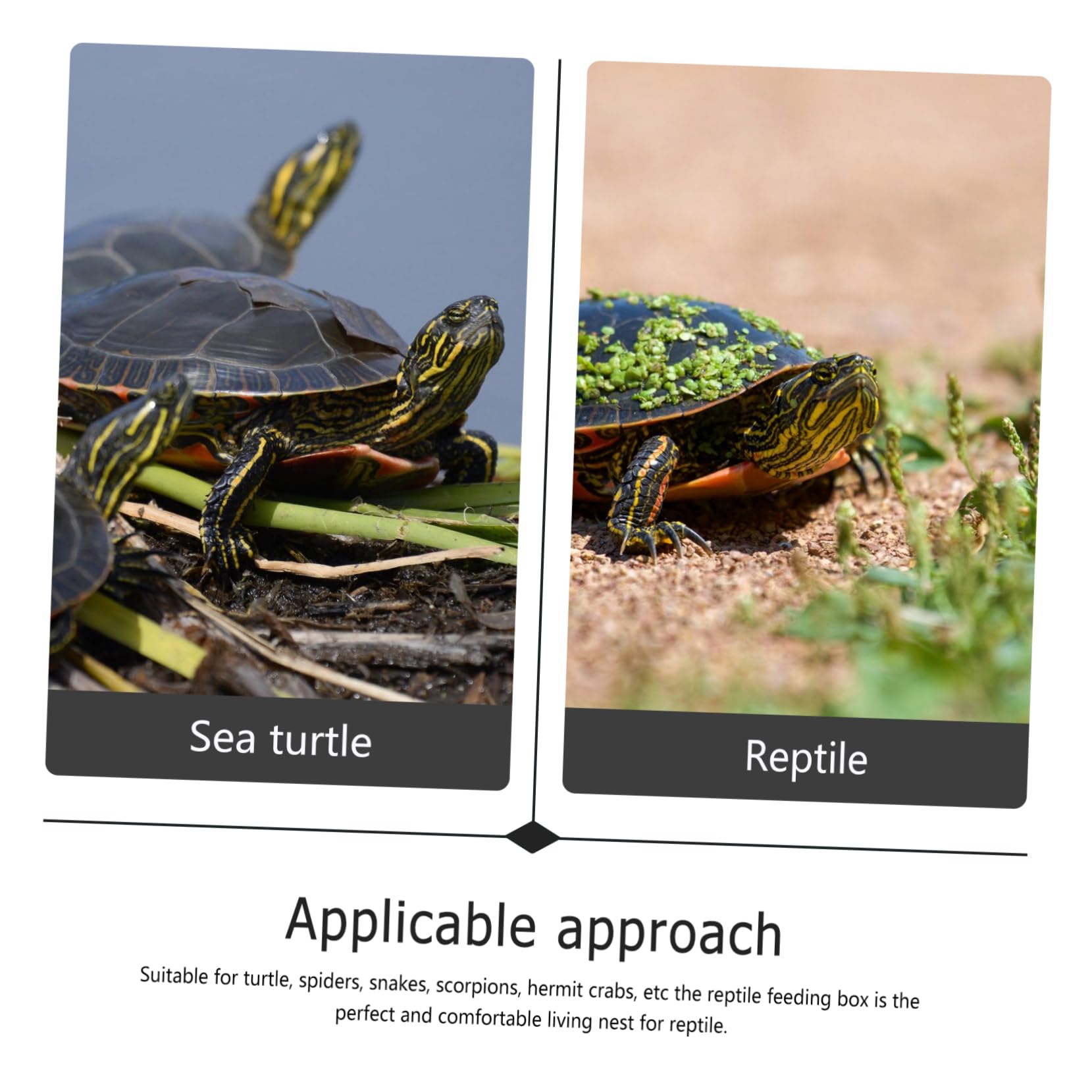 Terrario de Reptiles Transparente Ligero Ventilación Estable | Caja de Plástico, Hierro y Cristal, Uso Exterior, Apto para Serpientes y Arañas