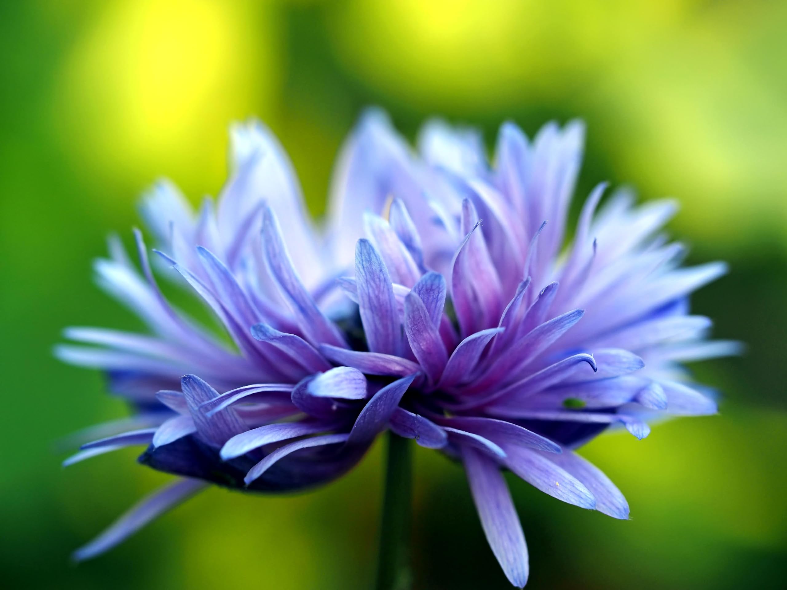 Kornblume (Centaurea cyanus) Samen ´Wildform´. Heilpflanze, essbar (20000 Samen = 78,0g)