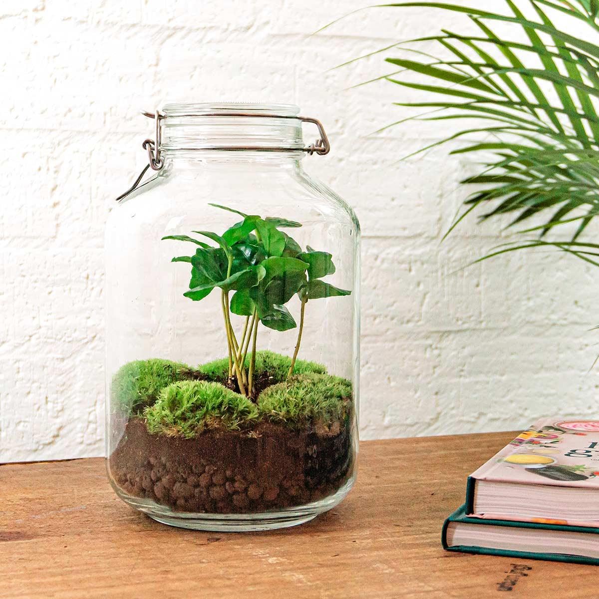 Terrario DIY de Cristal para Decoración, Planta Coffea Arabica, 28 cm