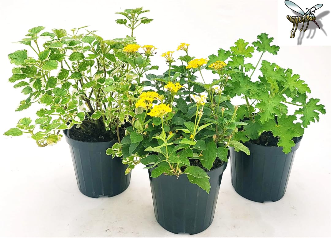 POWERS TO FLOWERS - TRIS PIANTE ANTIZANZARA: INCENSO, LANTANA e GERANIO PROFUMATO. Vaso 14cm diametro, Piante da balcone, piante vere