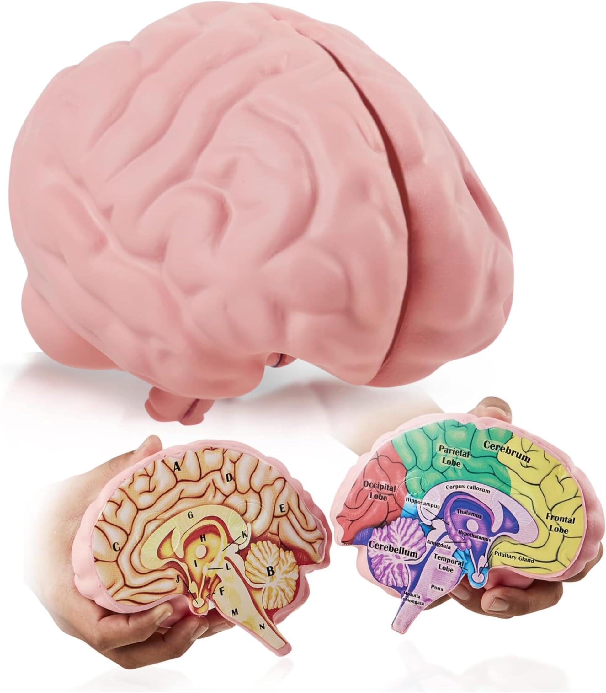 Cross Section Foam Brain Model | Free Stand, Answer Sheet & Digital Worksheet | Educational Tool Learning & Teaching Human Anatomical Function, Psychology, Biology or Science | 2 Labeled Half Pieces