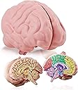 Cross Section Foam Brain Model | Free Stand, Answer Sheet & Digital Worksheet | Educational Tool Learning & Teaching Human Anatomical Function, Psychology, Biology or Science | 2 Labeled Half Pieces
