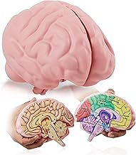 Cross Section Foam Brain Model, Great Educational Tool for Learning & Teaching Human Anatomical Function, Psychology, Biology or Science, Easy to Use & Includes 2 Half Pieces Labeled with Figures