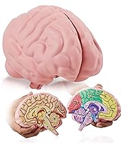 Modelo de Cerebro de Espuma de Sección Transversal, Gran Herramienta Educativa para Aprender y Enseñar la Función Anatómica Humana, Psicología, Biología o Ciencia, Fácil de Usar e Incluye 2 Medios Piezas Etiquetados con Figuras
