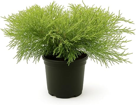 Gold Mop Cypress Shrub, 1 Trade Gallon/3 Quart, Yellow Foliage, Sun Loving, 3-4 Ft Growth, Zones 4-8