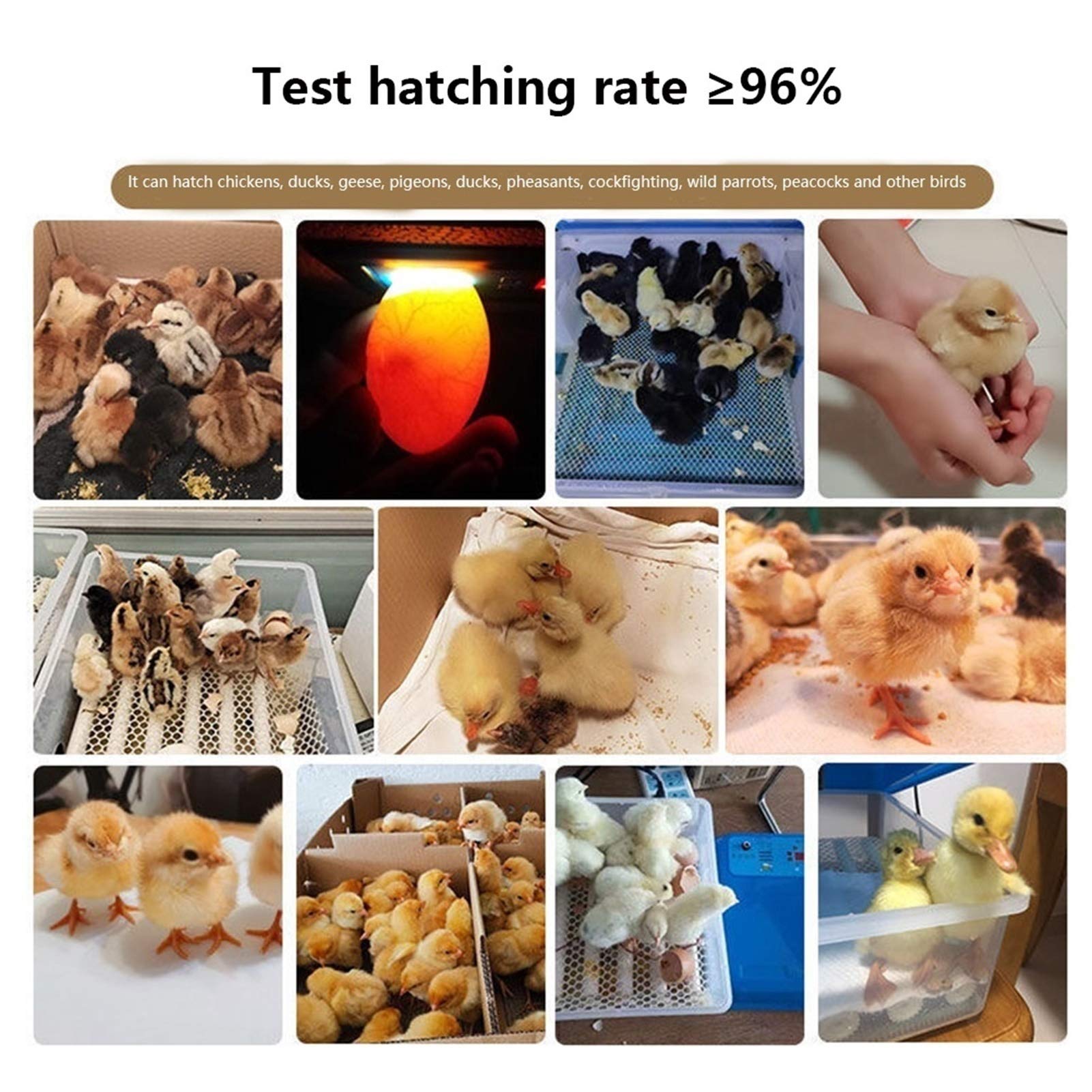 Incubatrice con girauova Automatico Controllo della Temperatura e dell'umidità della schiusa di Pollo Digitale con Display per Piccione D'Oca D'Anatra (Dimensioni : 9egg)