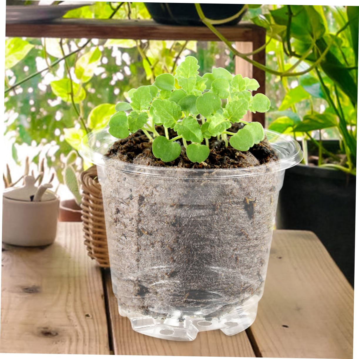 Toddmomy 4 Ensembles Pots de Semis Plastiques avec Couvercle Pots de Jardinage Idéaux pour Plantes et Drainage et Design Pratique