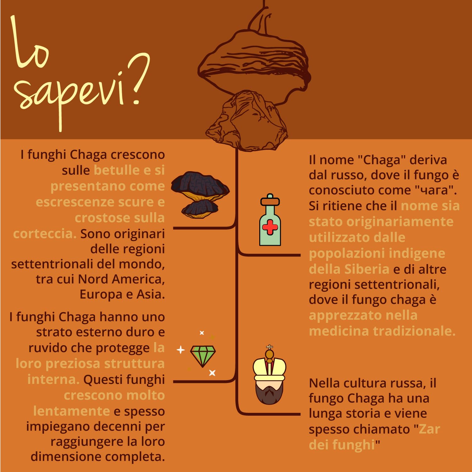 CHAGA BIO Vegavero® | 6000 mg (10:1) | Fungo Inonotus Obliquus | con 40% di Polisaccaridi e 30% di Beta Glucani | 120 capsule | Vegan
