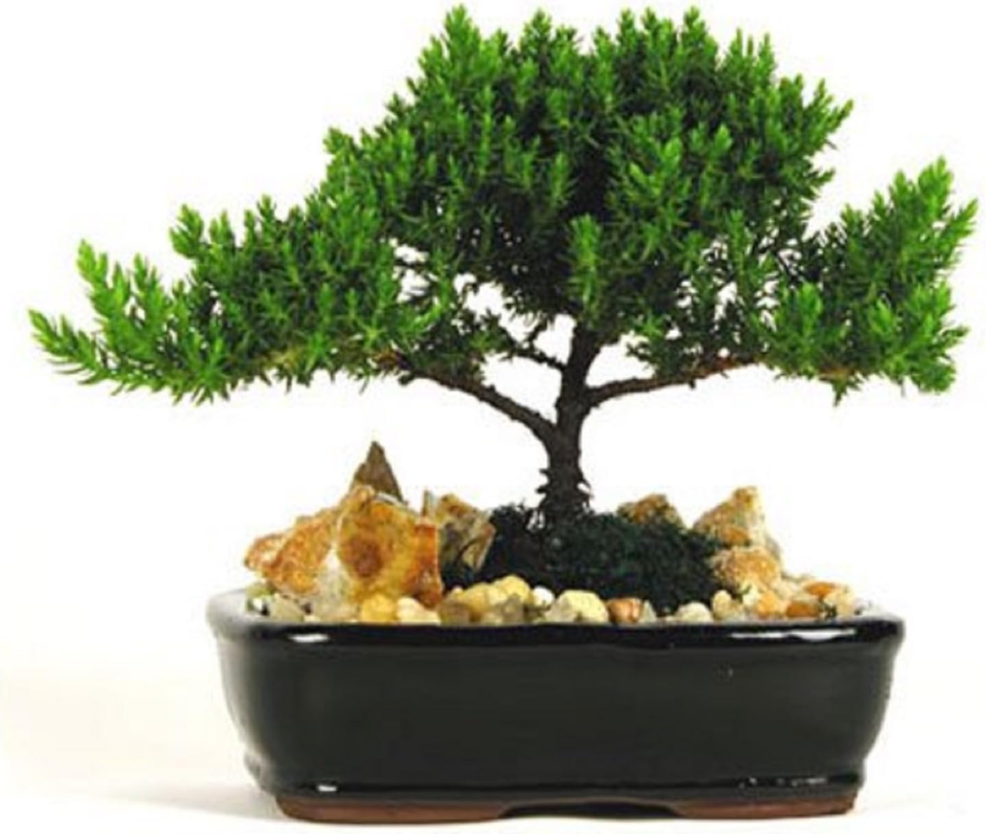 Hot Sale! Best Gift Bonsai Juniper Tree, 4 Pound .