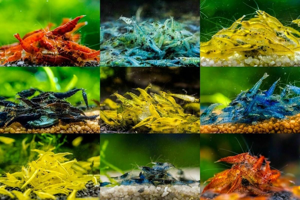 10 x High Grade skittle shrimp Neocaridina Heteropoda Shrimp, Freshwater Aquarium, 1.5cm, Full mix