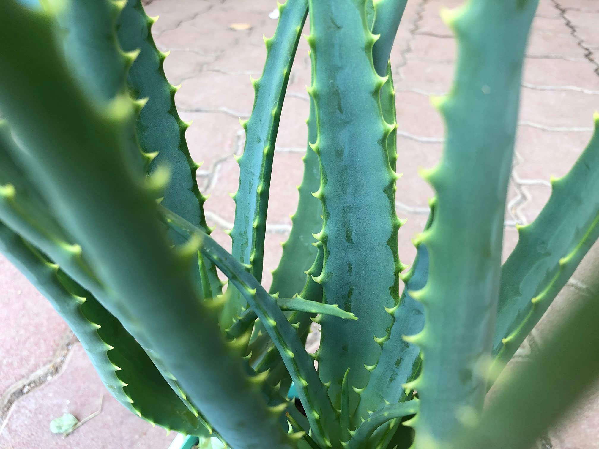 Amazon.co.jp: 無農薬アロエ【木立アロエ5号 4鉢セット】aloe 苗