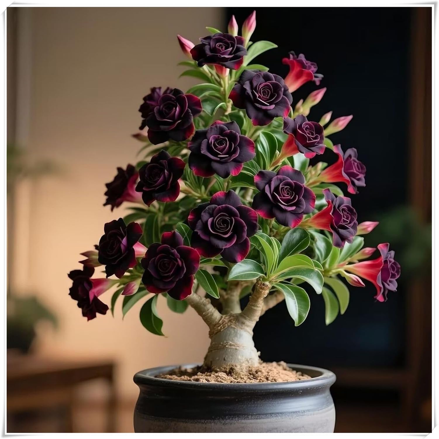 Rosa del Desierto Bulbo, Robusto, Seco-Resistente, Elegante, Compacto, Terroso, Natural-5 bulbi