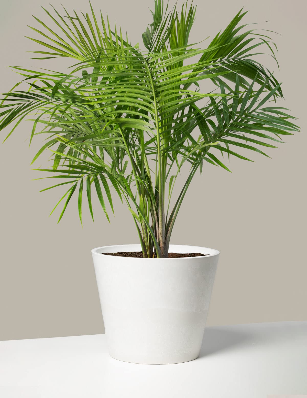 Mini areca palm live plant