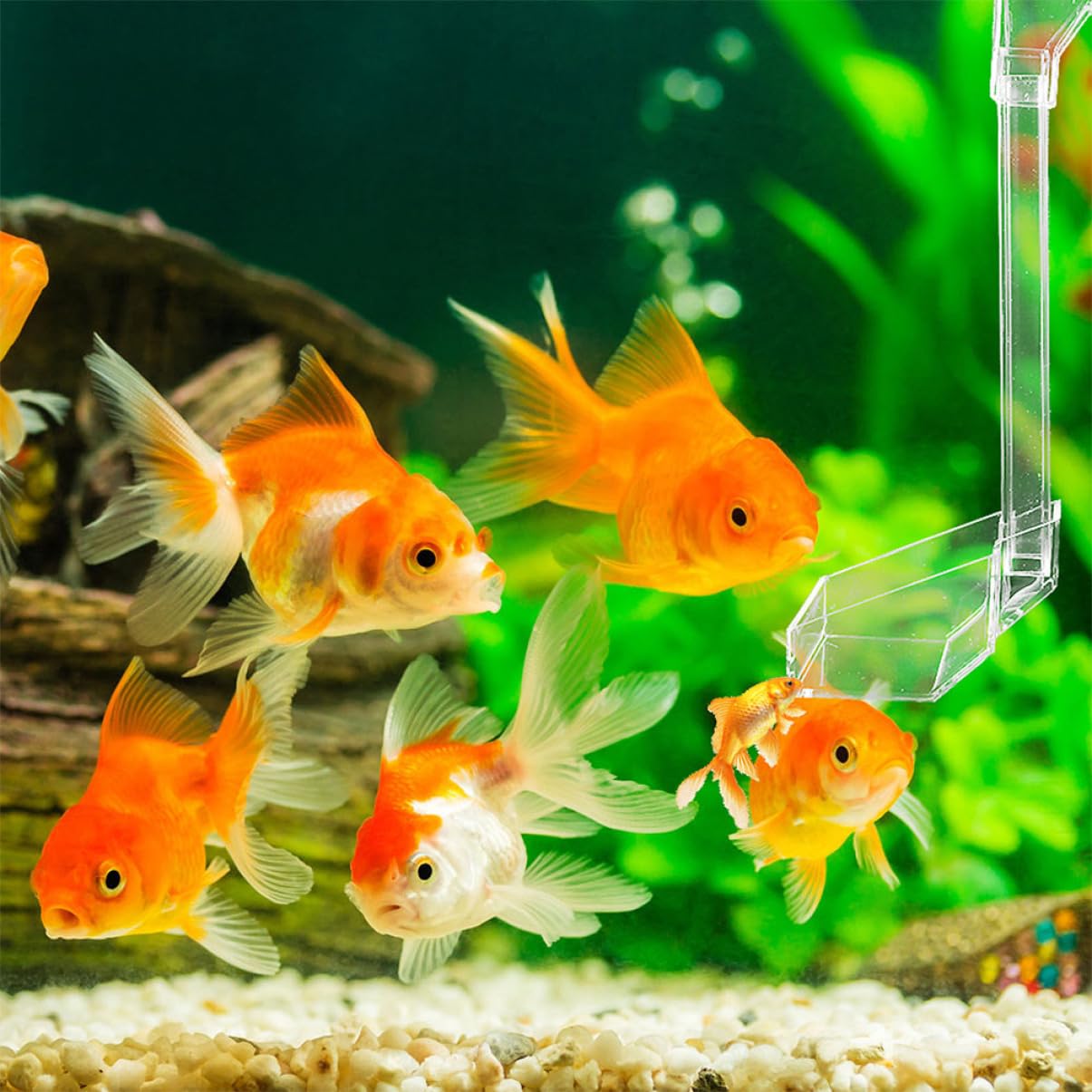POPETPOP 3pièces Distributeur Transparent pour Aquarium Tube Alimentation Pratique pour Crevettes Et Poissons Fixation avec Ventouses Conception Anti-Pollution