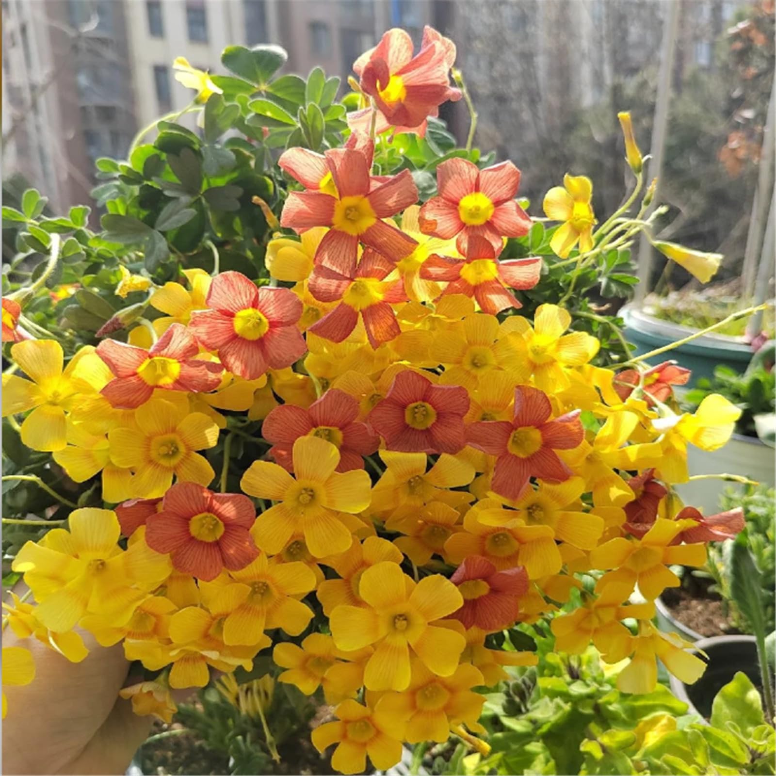 Hardy Perennial,Canna Plants UK, Excellent Display Oxalis bulbs-15bulbs-E